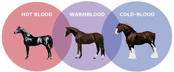 What do the bloods mean in horse - hot, warm and cold?