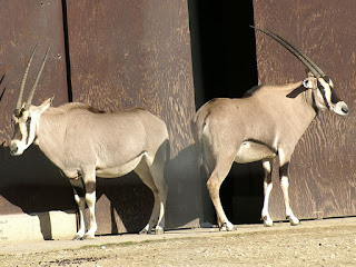 Oryx gazelle - Oryx gazella