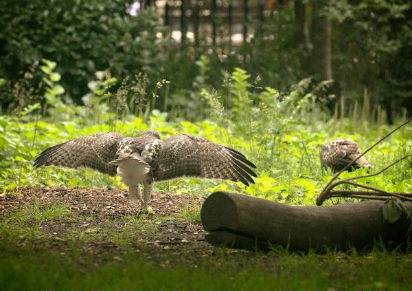 Tompkins Square red-tailed hawk fledgling