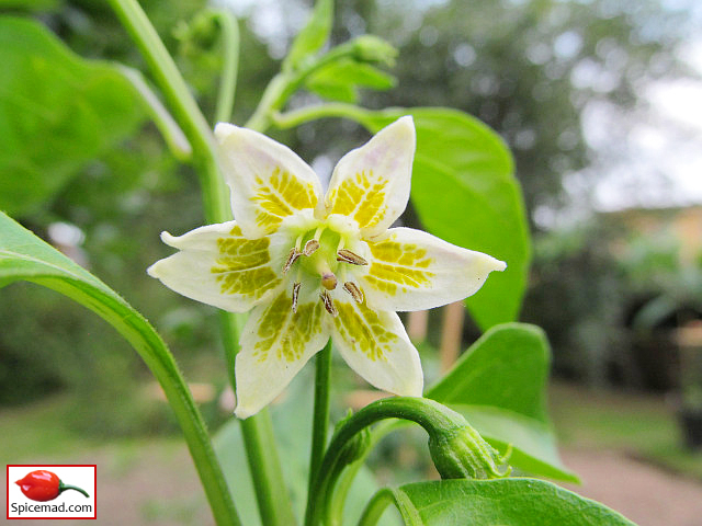 Aji Crystal Flower - 26th June 2023