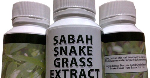 Daun Belalai Gajah: Kebaikan Sabah Snake Grass (SSG) Daun 