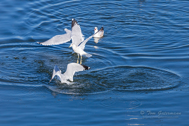 A group of ring-billed gulls swooping down and trying to pluck fish from Onondaga Lake.