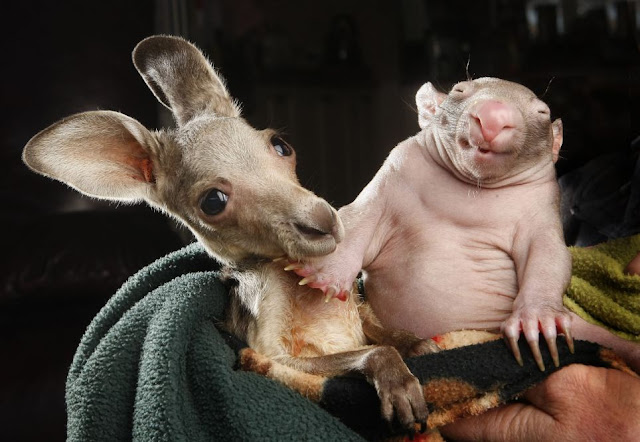 Baby wombat and baby kangaroo share pouch, orphaned baby wombat, and baby kangaroo