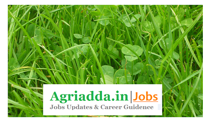 Young Professional I-B.Sc Agri Job 