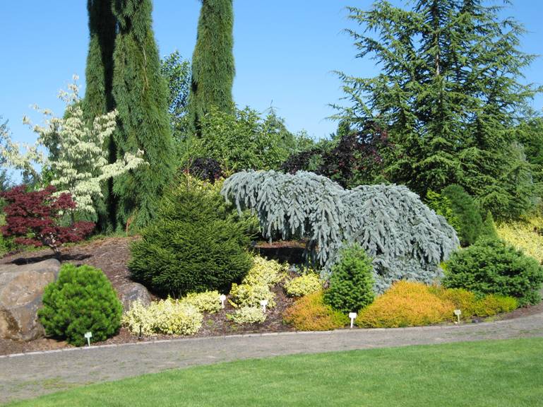 Dwarf Conifers Garden Design Conifers to fit any location