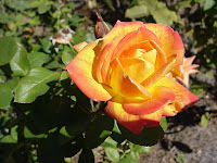 Trandafiri Floribunda - Red Gold