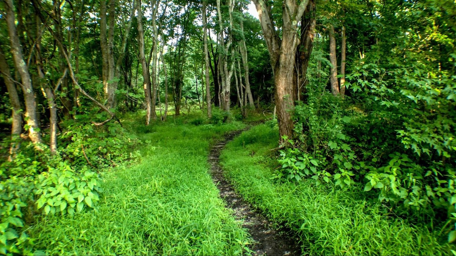 Forest management: the proforestation approach