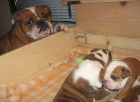 Cute dogs (50 pics), dog pictures, proud mommy bulldog and her puppies