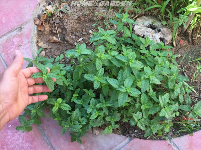 Mint comes in many different varieties, each of which is easy to maintain and lasts for many years if cared for properly. 