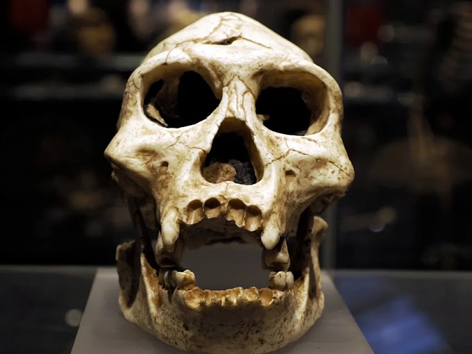 Extinção dos neandertais foi um "genocídio" cometido por humanos