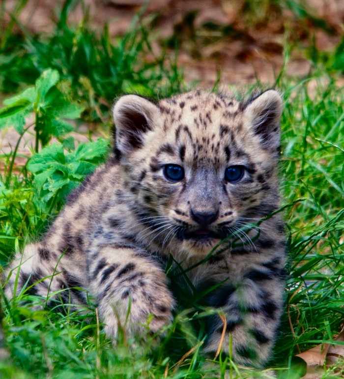 Gambar Anak Harimau Bintang