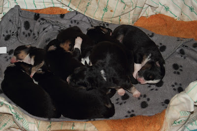 cachorros pastor australiano