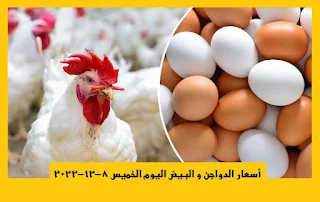 أسعار الدواجن و البيض اليوم الخميس 8-12-2022