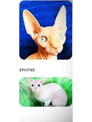 white-hairless-tortoiseshell-cats-have-white-eyes-feathers-tortoise