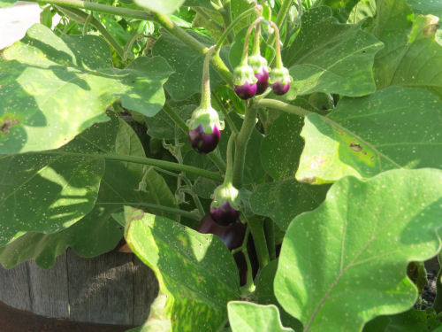 baby eggplant