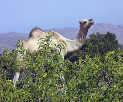 A camel in Somalia's northern mountains