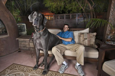 7ft long Blue Great Dane, the word's biggest dog Seen On www.coolpicturegallery.net