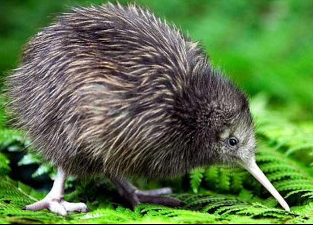 Kiwi Bird information 