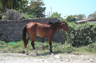 horse, La Ceiba, Honduras