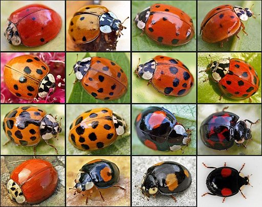 Recuerde que una población natural vieja y bien adaptada es por naturaleza, altamente diversa.