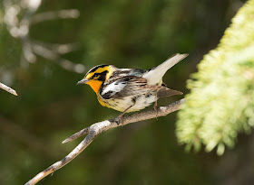 Blackburnian Warbler - Hulbert Bog, Michigan, USA