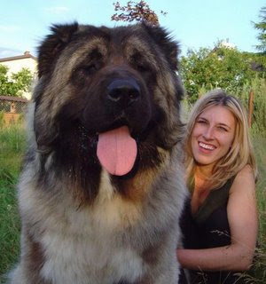 mastiff dog english tibetan korean puppy breeds hound canine pooch canis bow-wow despicable fellow qen txakurra gos pas hond koer aso koira kutya hundur madra pets huisdieren animaux de compagnie Haustiere de companie husdjur Evcil Hayvan anifeiliaid anwes domace zvali augintiniai alagang hayop domaci zvirata kucni ljubimci animals domestics maskotak animal pets info