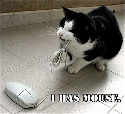 Funny Cat Pictures , how to make millions out of blogging , I Can Has ...