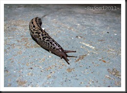 2011 08 06 IMG_0172w