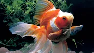 gold koi fish This rare and beautiful golden koi fish can cost you up to $21,000