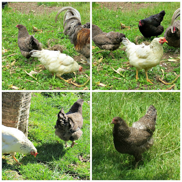 Araucana Chicken || Jocees Farm