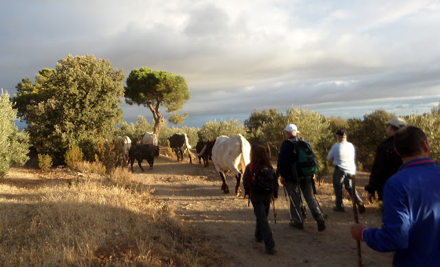 Lugros.Toros de la Peza