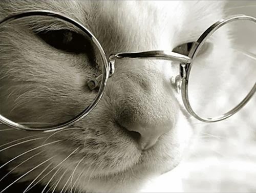 Lucunya Kucing Kucing Ini Menggunakan Kacamata 
