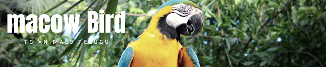 macow parrot,baby macow,Macaw Parrot price in India,Macaw Parrot price in pakistan,Macaw parrot for sale,Macaw parrot for sale,Macaw parrot for sale UK,Macaw parrot price in Kerala,Blue macaw parrot