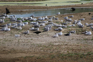 2cy Yellow-legged Gull