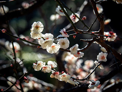 Ume (Japanese apricot) flowers: Engaku-ji 