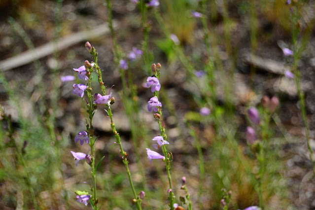 Penstemon section glabri