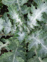 Cardoon