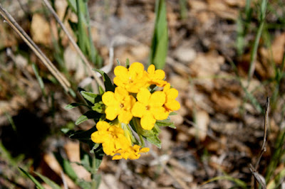 Lithospermum canescens (hoary puccoon)