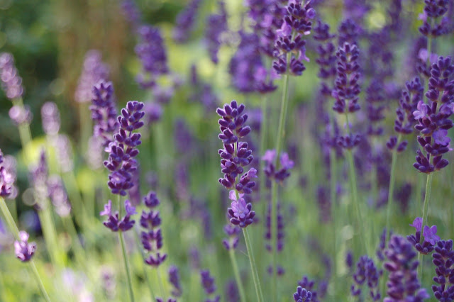 Lavandula 'Hidcote'