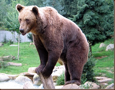 Oso pardo iberico