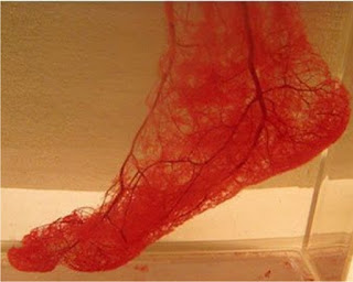 serabut arteriol pada kaki manusia