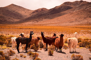 南米のアンデス山脈に生息するアルパカの写真