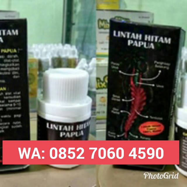 Grosir Lintah Hitam Papua Asli Jakarta