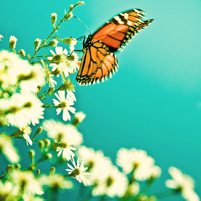 butterfly buddha Wallpapers