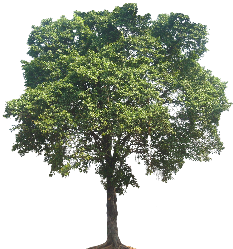 Ficus Benjamina Tree