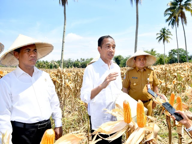 Jokowi Pastikan Produksi Jagung Nasional Terus Meningkat  