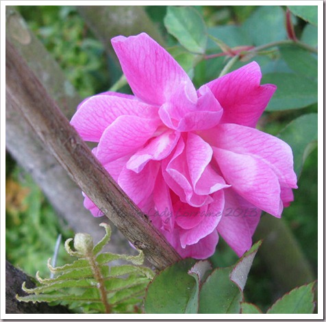 04-10-bonsilene