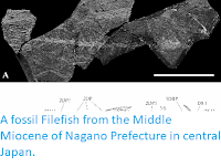 https://sciencythoughts.blogspot.com/2014/06/a-fossil-filefish-from-middle-miocene.html