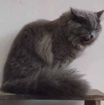 Non-pedigree Cats - Longhaired