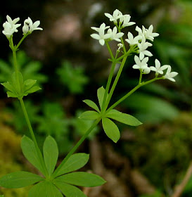 Galio, Cuajaleches, Hierba sanjuanera Nombre com?n o vulgar: Galio, Cuajaleches, Hierba sanjuanera Nombre cient?fico o latino: Galium verum Familia: Rubi?ceas. El galio es una planta herb?cea vivaz con unos rizomas muy ramificados y tallos erguidos y ascendentes rematados en el ?pice por una pan?cula de flores amarillas muy vistosas. La planta tiene un ligero olor a miel y sabor amargo, que resulta m?s intenso en las flores que en otras partes. En medicina se utilizan las sumidades floridas, que se cortan cuando est?n en plena floraci?n; despu?s se las deja secar en lugar bien aireado y no importa demasiado que les d? el sol. Si el proceso de secado se realiza en secadero, conviene no sobrepasar los 45? C. La planta tiene antraquinonas, flavonoides, taninos y peque?as cantidades de cumarinas; pero realmente todas estas sustancias no tienen ninguna relaci?n con las propiedades que se atribuyen al galio. De esta planta se han estudiado sus propiedades coagulantes y se ha comprobado la presencia de peque?as cantidades de fermento Lab, lo que explicar?a en parte su capacidad para cuajar la leche; pero seg?n diversos autores, esta propiedad no vendr?a dada por el fermento Lab sino por la naturaleza ?cida de muchos componentes de la planta, entre los que se encuentran el ?cido c?trico. En cualquier caso, es una planta utilizada desde hace mucho tiempo por sus efectos diur?ticos, desinfectantes y espasmol?ticos. Se dice asimismo que es una excelente planta para el tratamiento de las v?as urinarias, pues no s?lo estimula la secreci?n renal sino que tambi?n elimina los calambres. Por ?ltimo, a?adir que es una planta aperitiva por su sabor amargo y astringente, por lo que tambi?n se utiliza para heridas de dif?cil curaci?n, erupciones y ?lceras. Indicaciones. Se ha usado tradicionalmente en caso de infecciones urinarias, prevencion de litiasis urinarias, espasmos gastrointestinales y afecciones cut?neas. Dolores esp?sticos de origen intestinal. C?lculos y arenillas renales. Afecciones diversas urinarias.